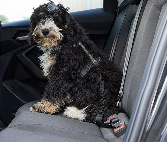 SafeRide® – Sicher unterwegs